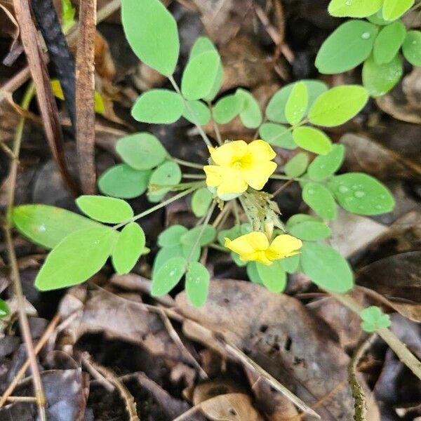 Oxalis frutescens Φύλλο