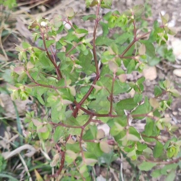 Euphorbia peplus Leaf