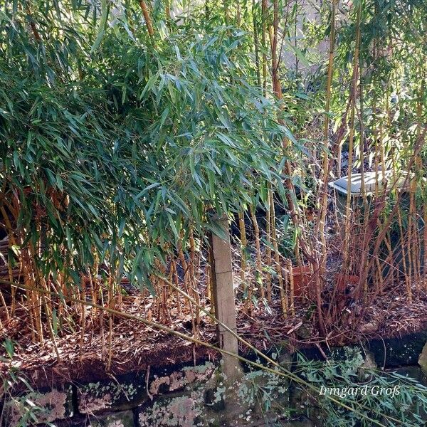 Phyllostachys aureosulcata Bark