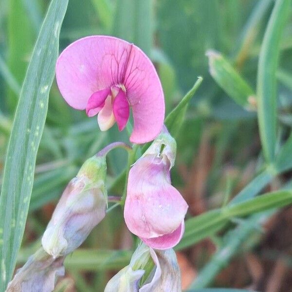 Lathyrus sylvestris Flors