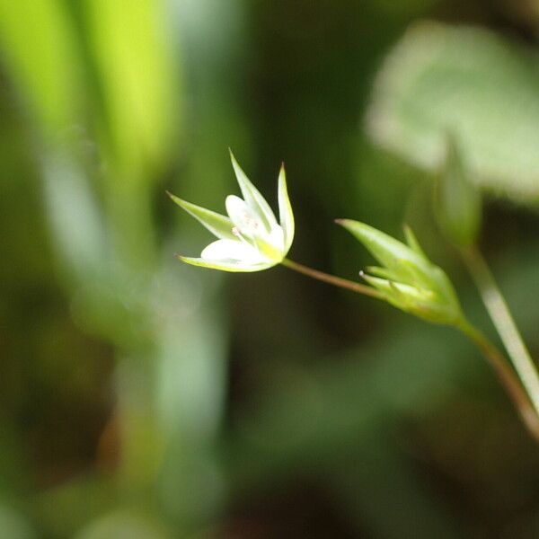 Sabulina tenuifolia Flor