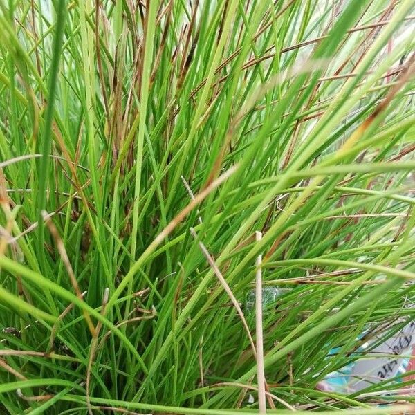 Carex pulicaris Leaf