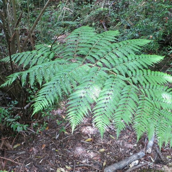 Lophosoria quadripinnata Fuelha