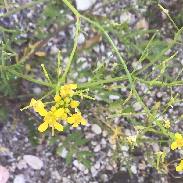 Rorippa sylvestris Flower