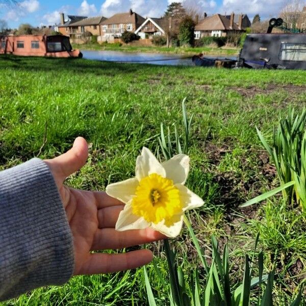 Narcissus bicolor 花