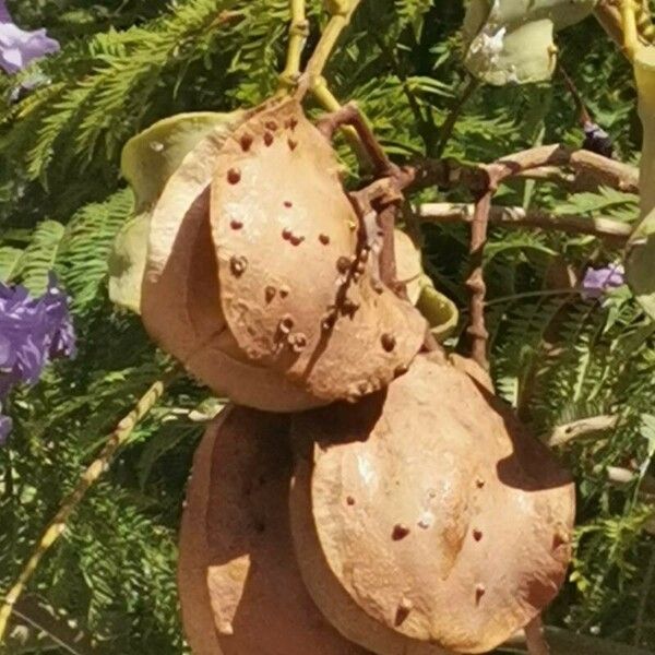 Jacaranda mimosifolia ഫലം