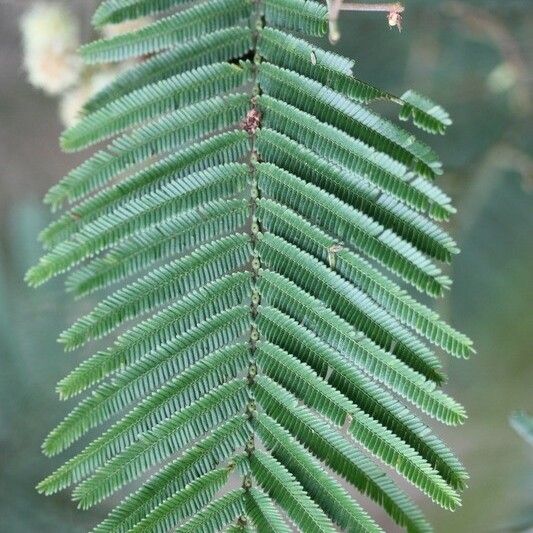 Acacia mearnsii Leaf