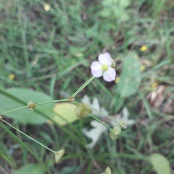 Alisma plantago-aquatica ফুল