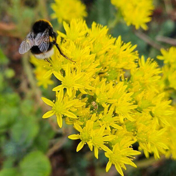 Petrosedum rupestre ফুল