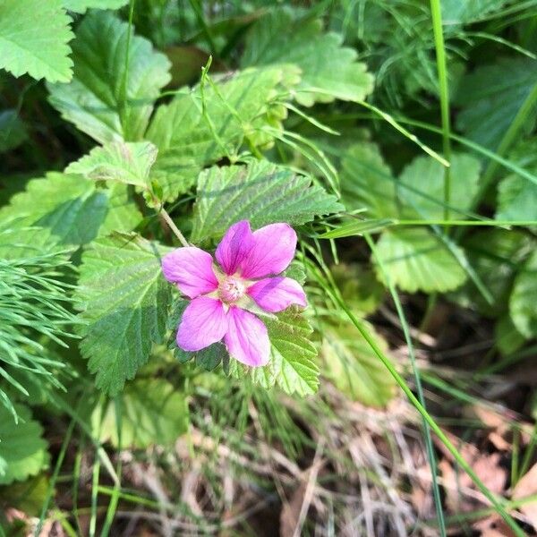 Rubus arcticus Blüte