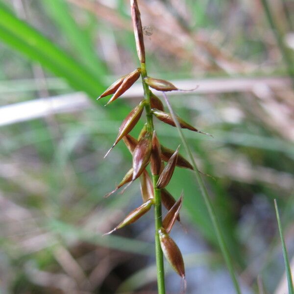 Carex pulicaris Kvet