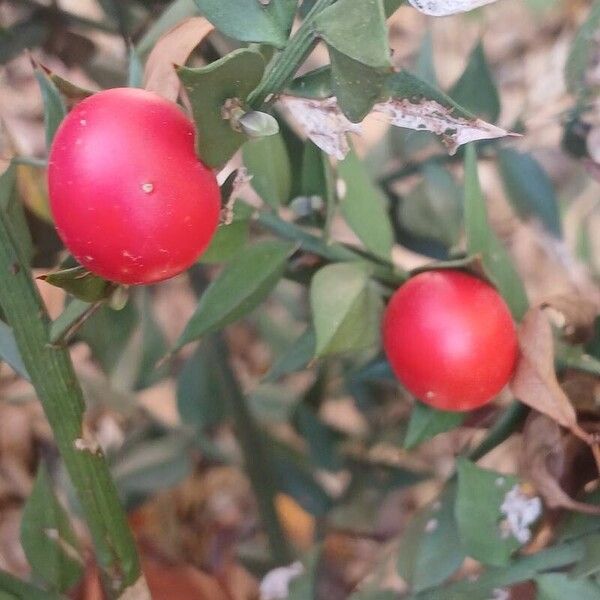 Ruscus aculeatus Fruit