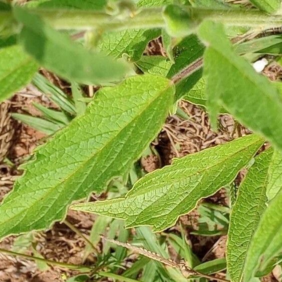 Sesamum indicum Leaf