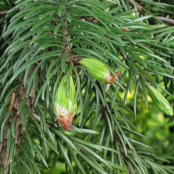 Picea omorika ഇല