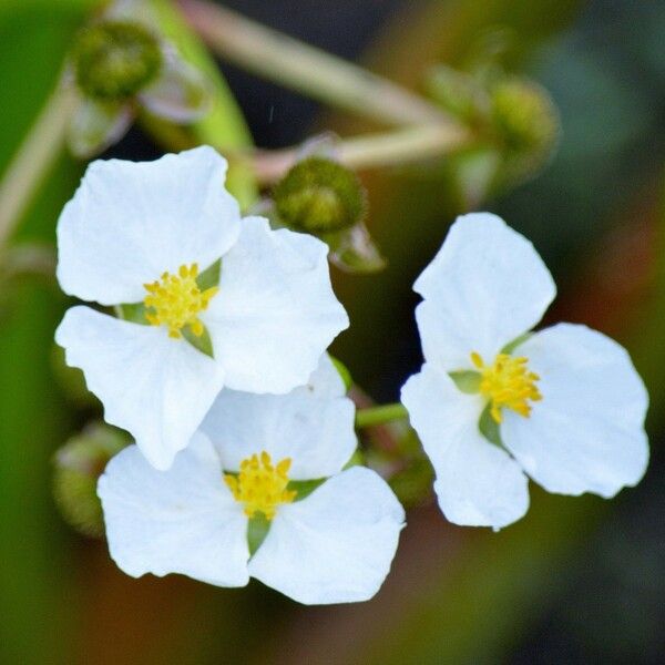 Sagittaria rigida Flower