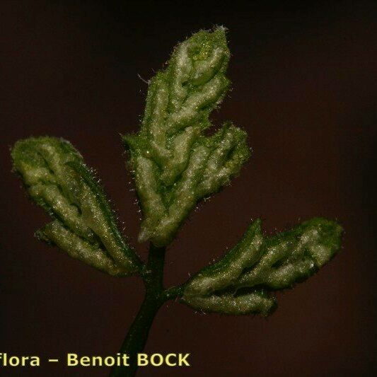 Asplenium seelosii Folha