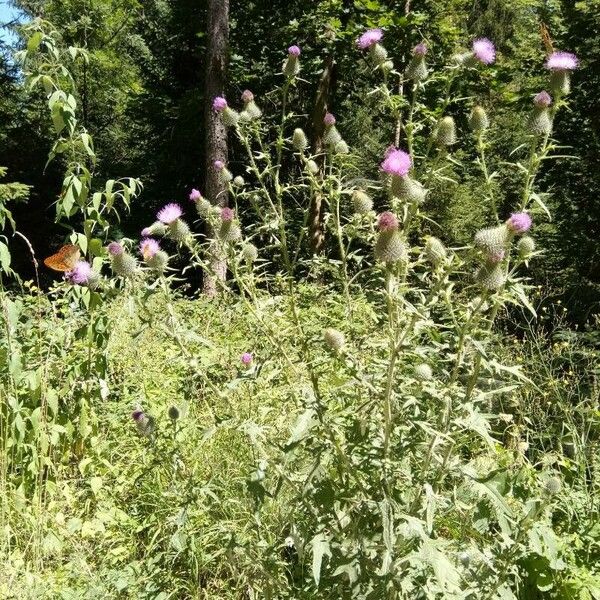 Cirsium altissimum Цвят