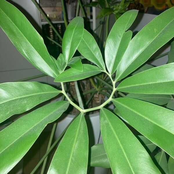 Philodendron goeldii 叶