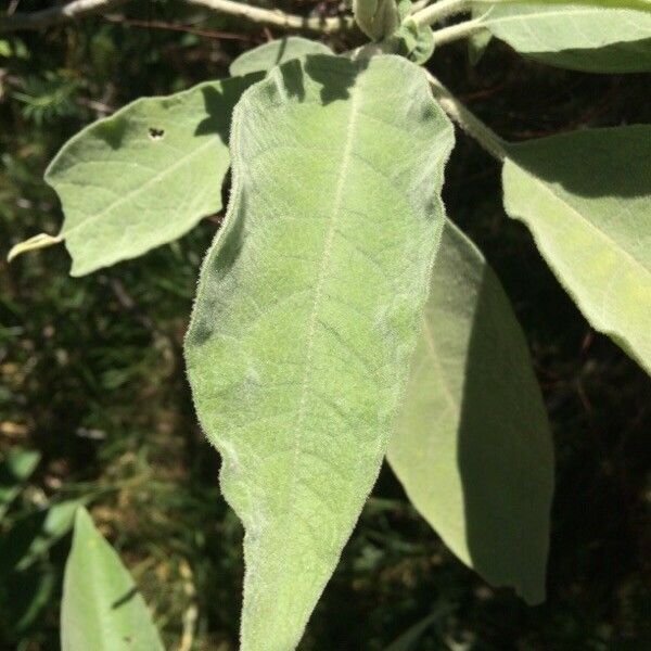 Solanum mauritianum Hoja