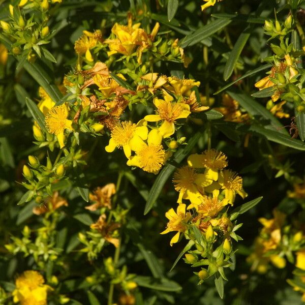 Hypericum prolificum Folio