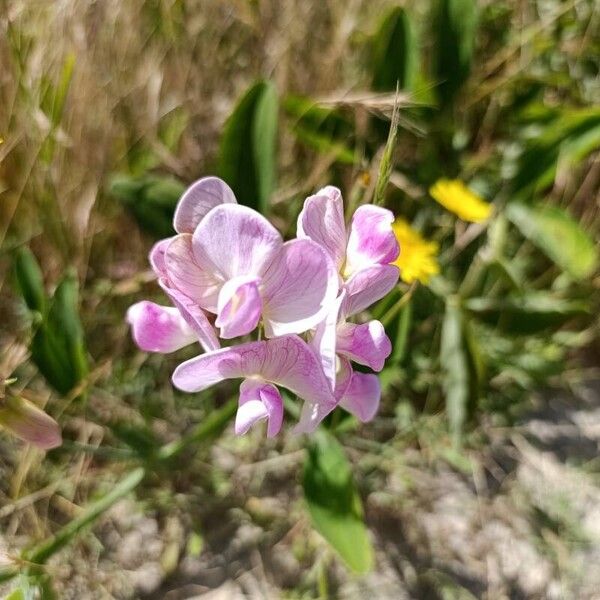 Lathyrus heterophyllus Floare