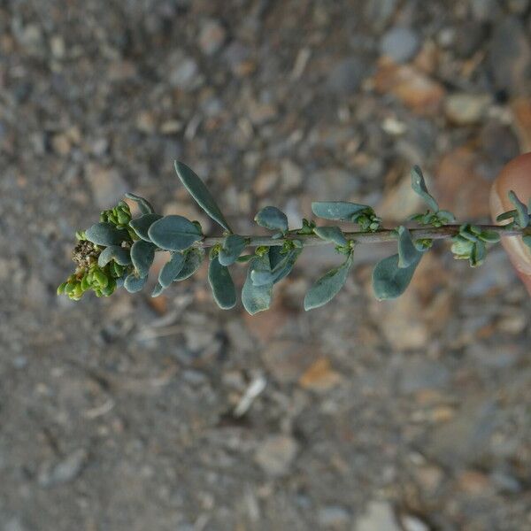 Corrigiola litoralis Leaf