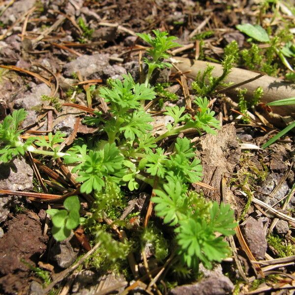 Alchemilla australis Pokrój