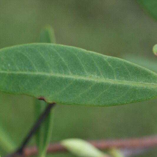 Rhabdadenia biflora Leaf