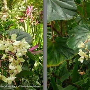 Begonia multinervia Flower