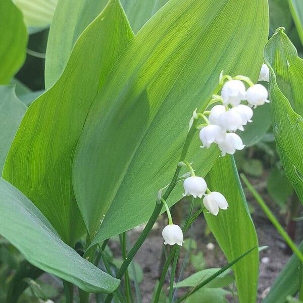 Convallaria majalis Habit