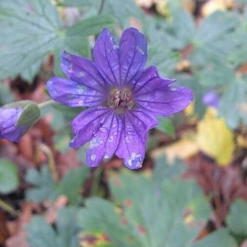 Geranium pyrenaicum Blüte