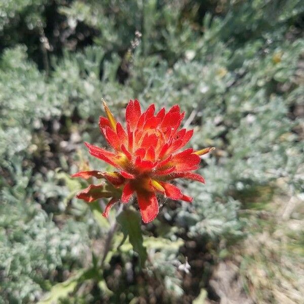 Castilleja hispida Fleur