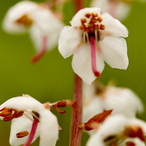 Pyrola rotundifolia Blüte