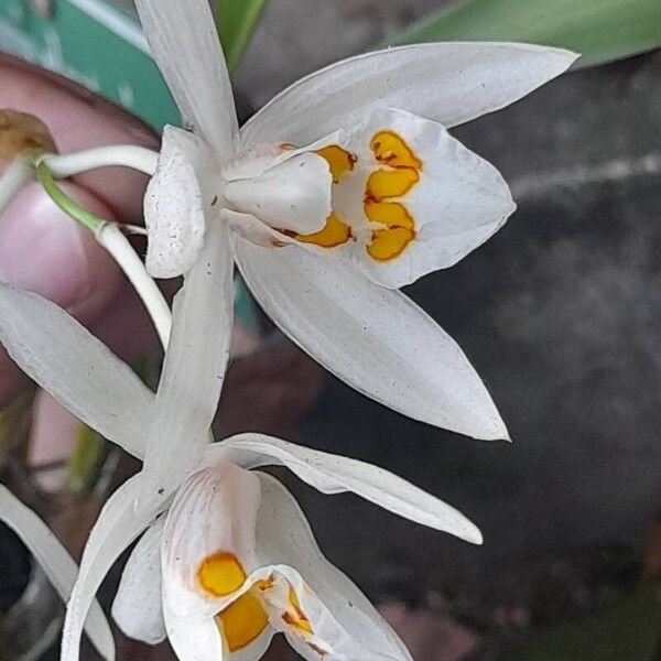 Coelogyne nitida Цветок