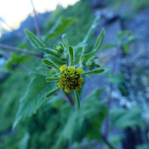 Sigesbeckia orientalis Квітка