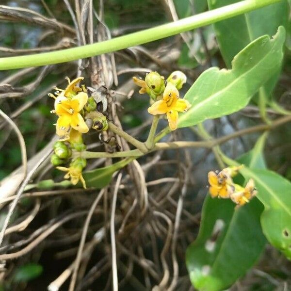 Avicennia officinalis Flower