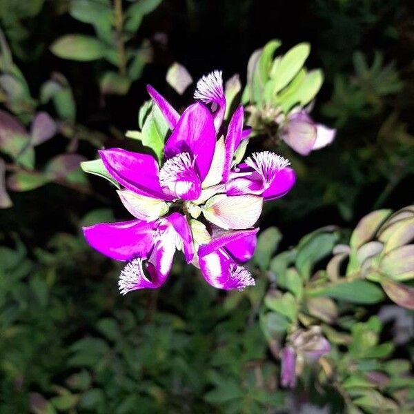 Polygala myrtifolia ᱵᱟᱦᱟ