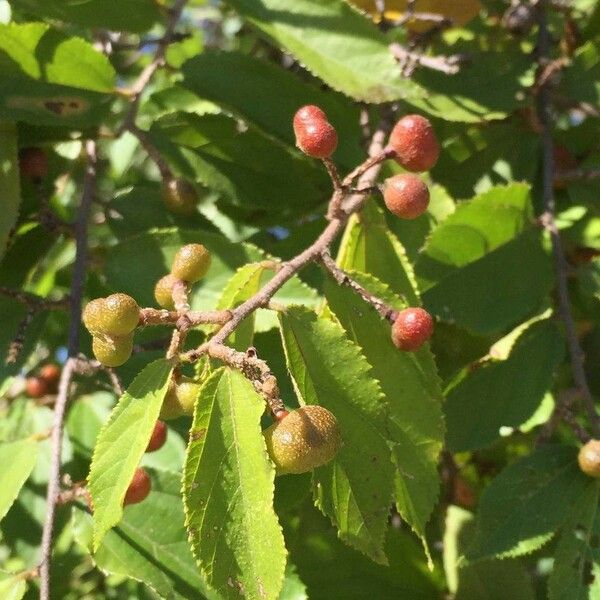 Grewia flavescens 果實