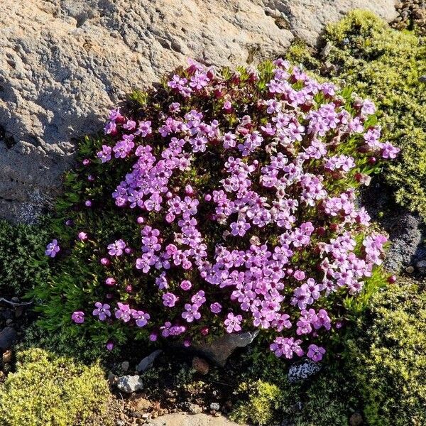 Silene acaulis ফুল