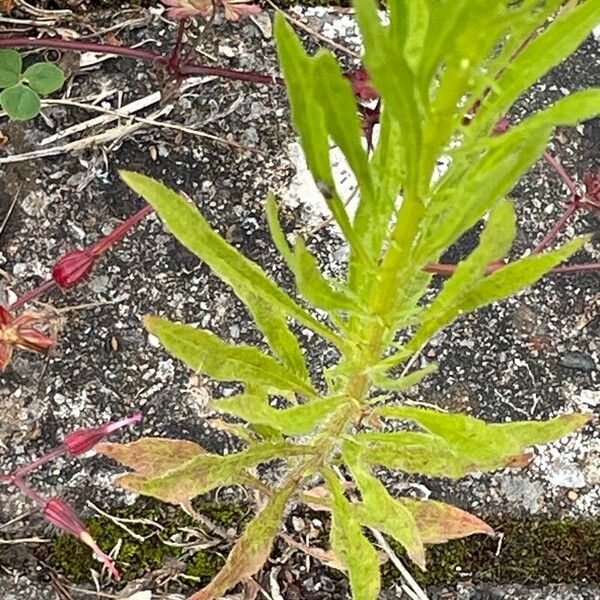 Erigeron canadensis Leaf