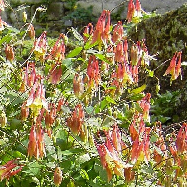 Aquilegia canadensis Flower