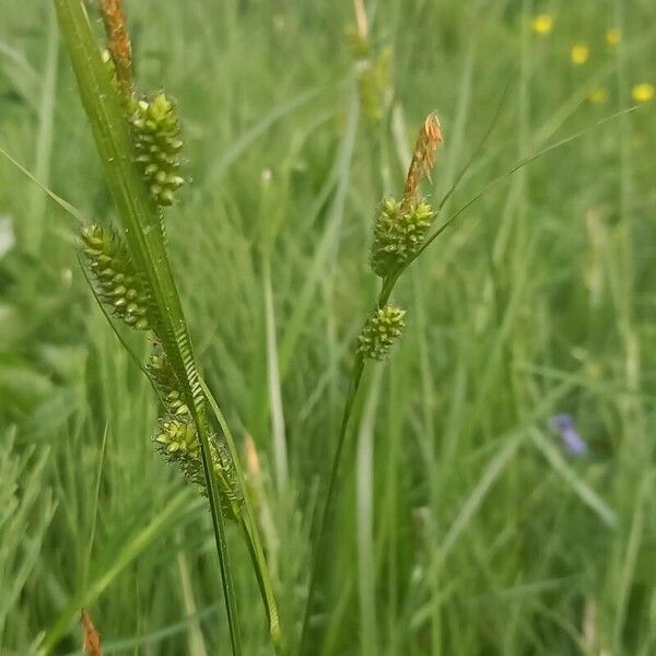 Carex pallescens Flower