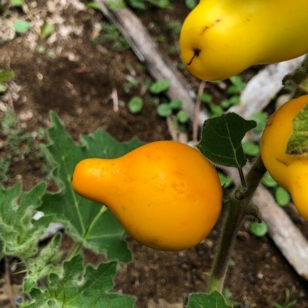 Solanum mammosum Fruit
