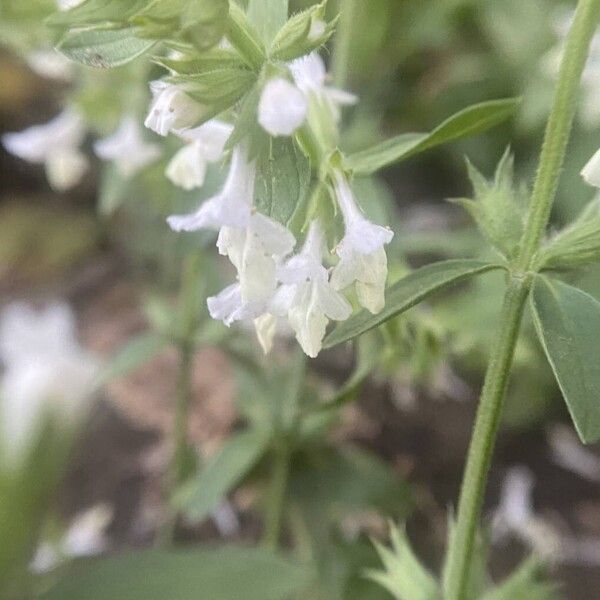 Stachys annua Blomma