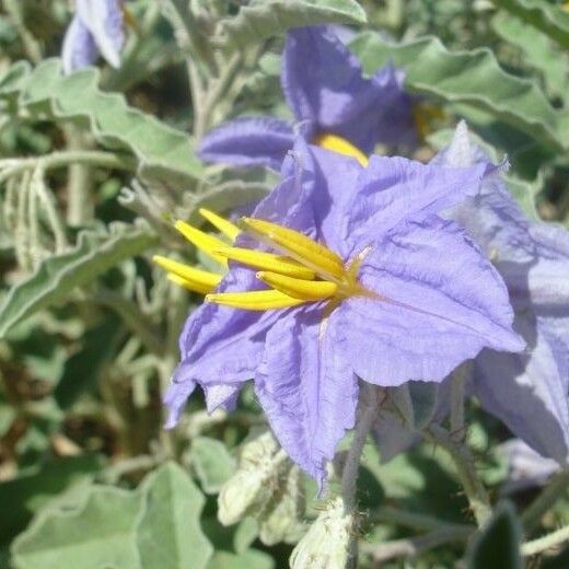 Solanum dimidiatum Kwiat