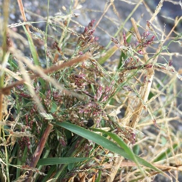 Eragrostis minor Blomst