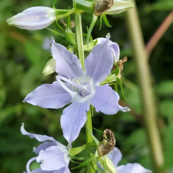 Campanulastrum americanum Žiedas