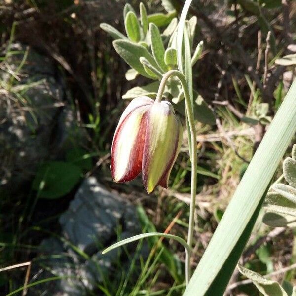 Fritillaria lusitanica Floare