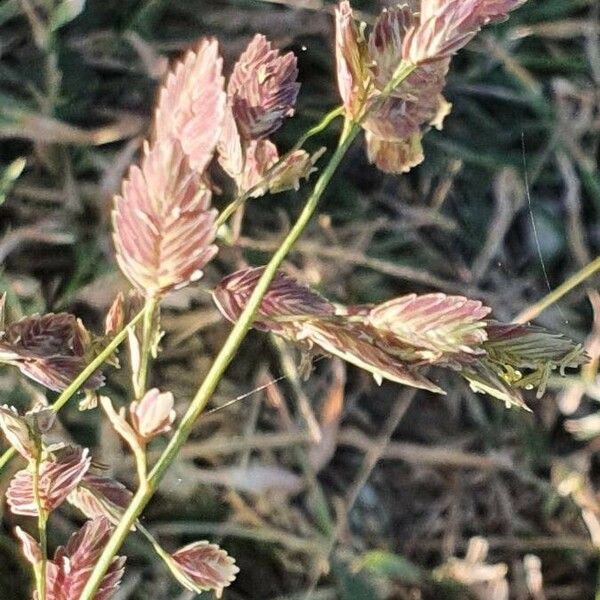 Eragrostis superba Flor