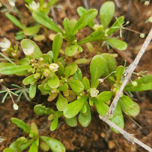 Gisekia pharnaceoides Fiore